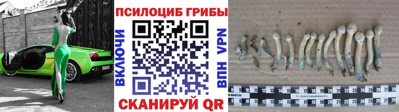закладки Химки Псилоцибиновые грибы прущие грибы